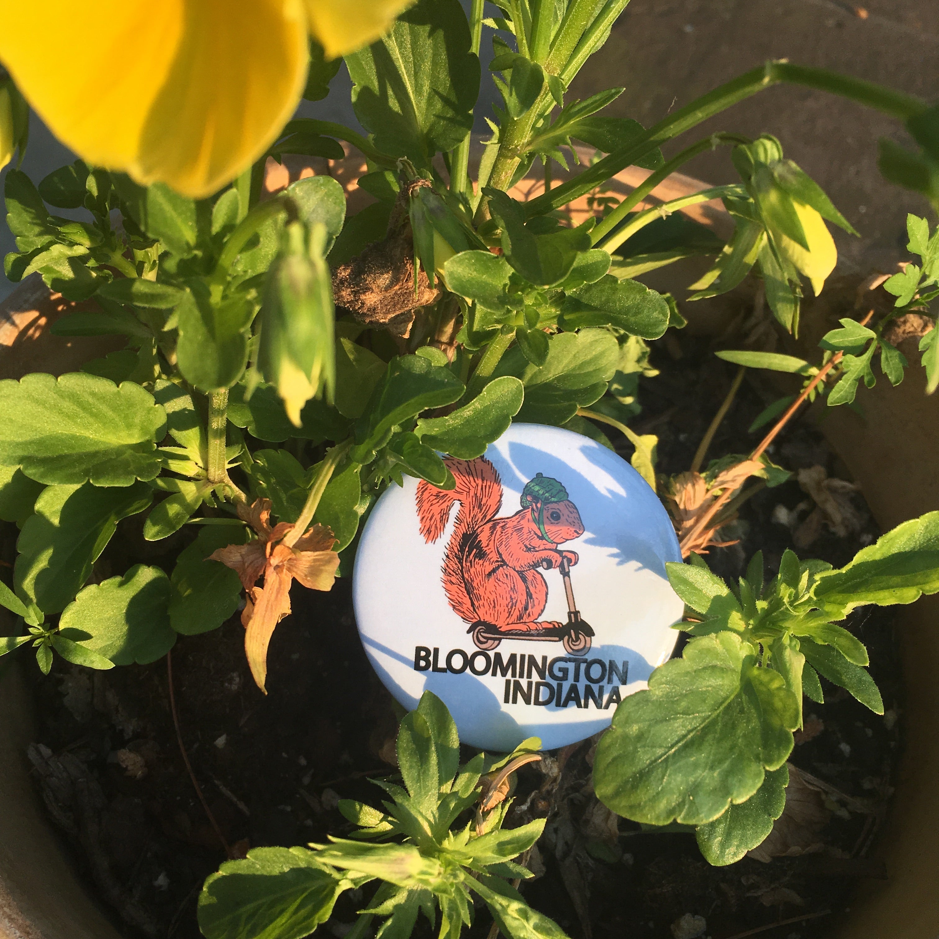 BIG squirrel on a bird button BLOOMINGTON - badkneesTs | badkneesTs