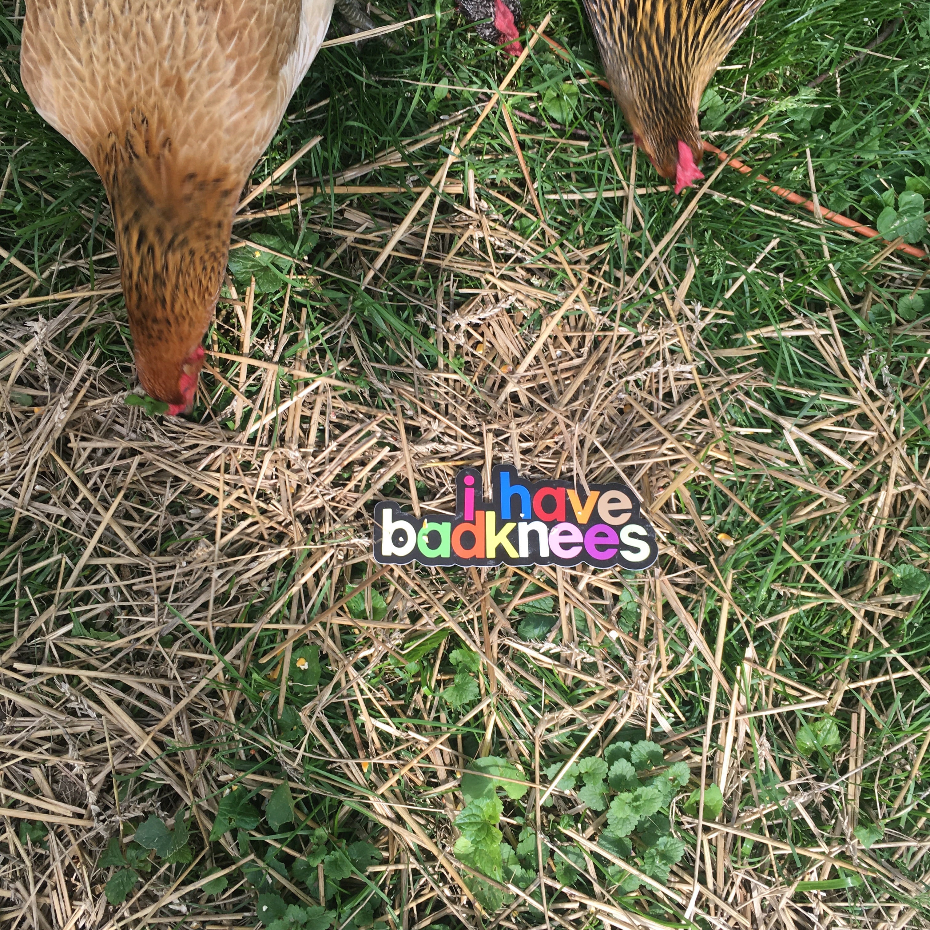 i have badknees bumper sticker | badkneesTs