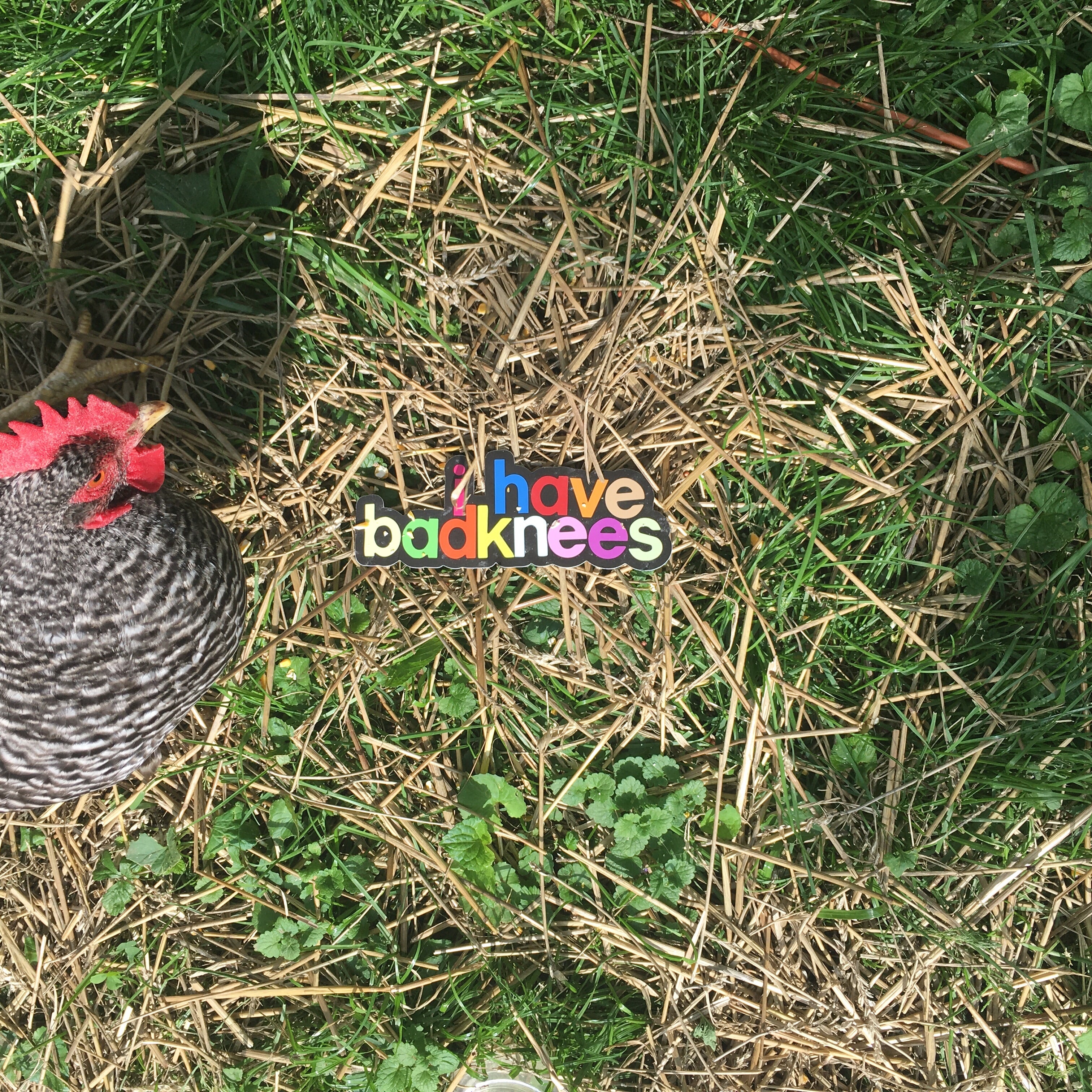 i have badknees bumper sticker | badkneesTs