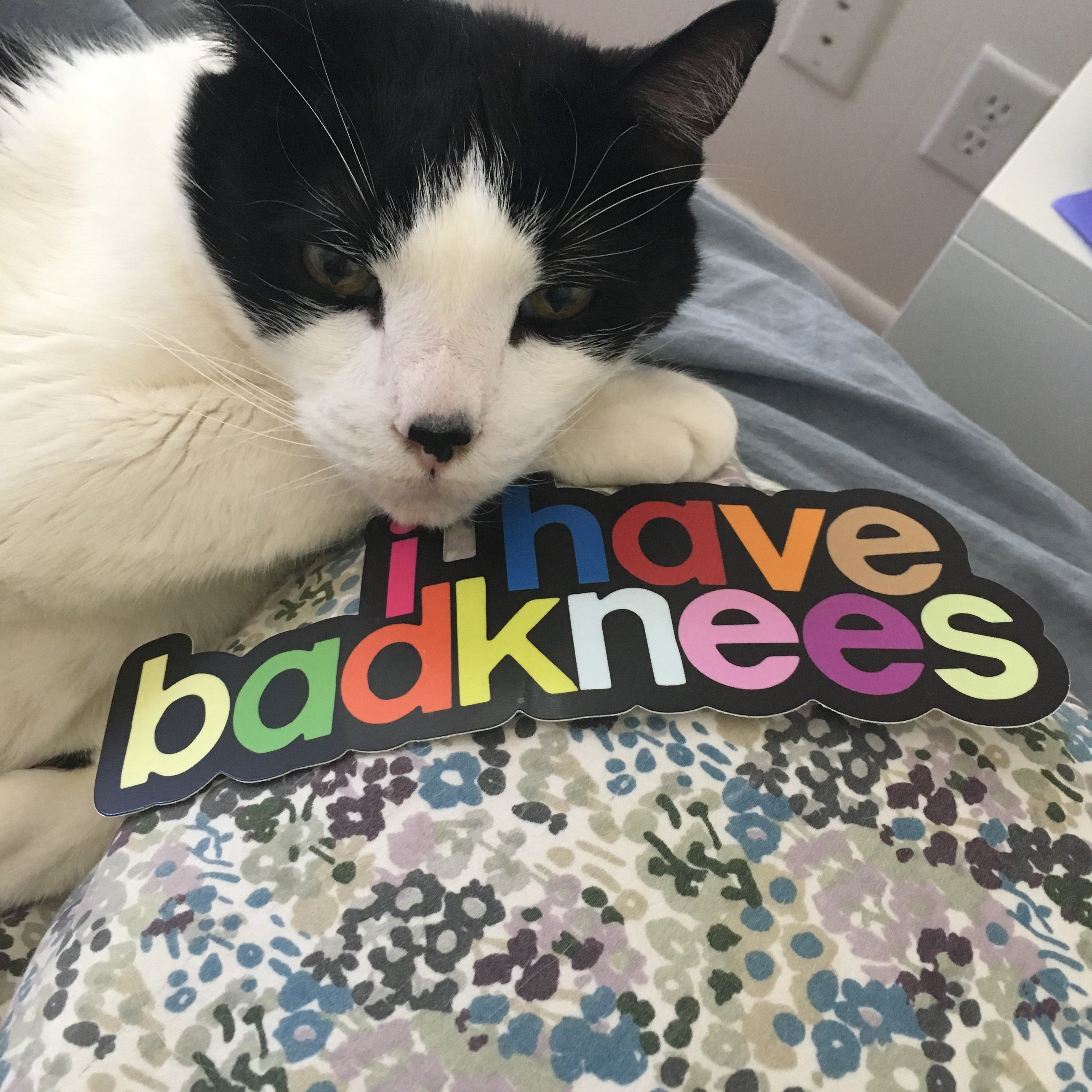 i have badknees bumper sticker | badkneesTs