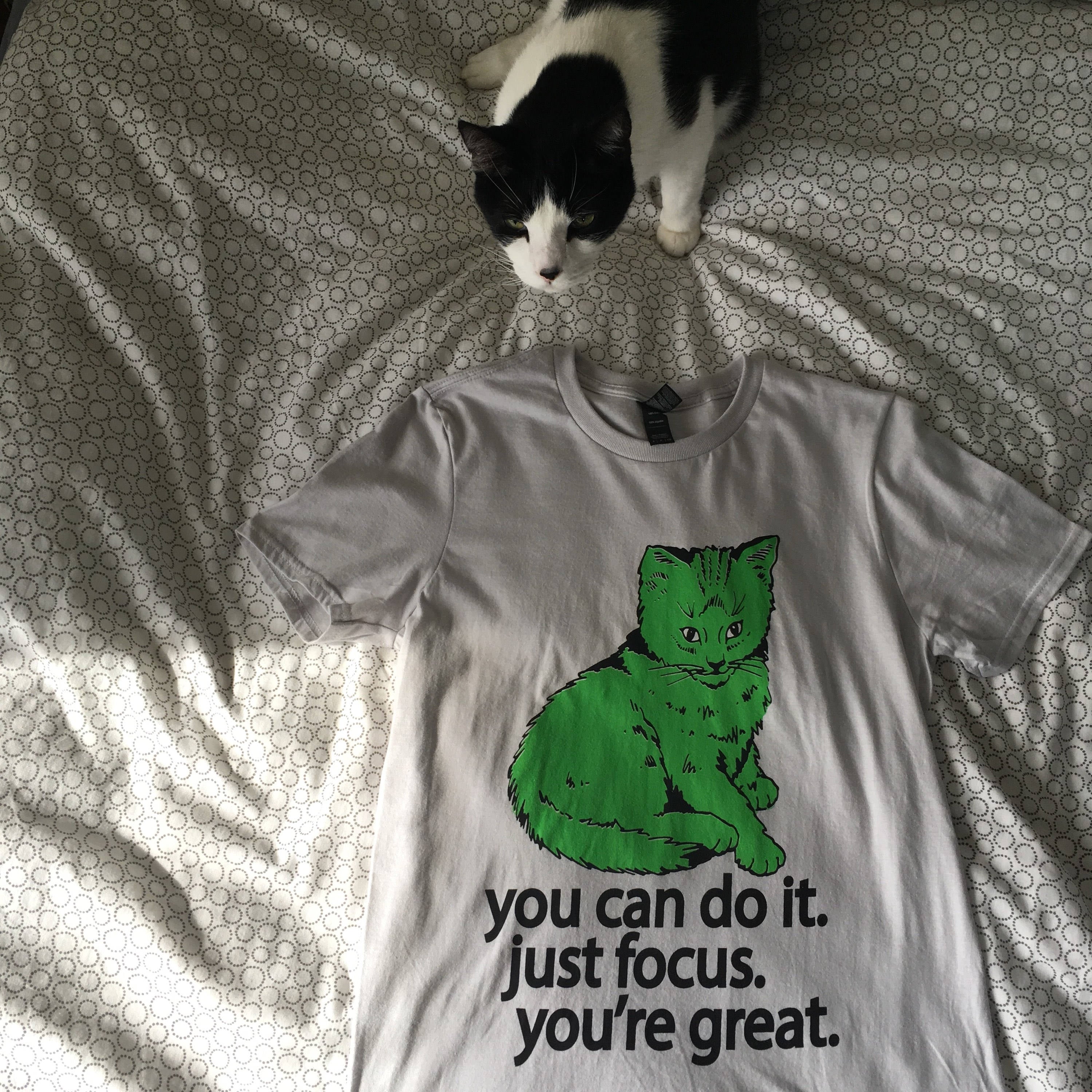 the focus cat - badkneesTs | badkneesTs
